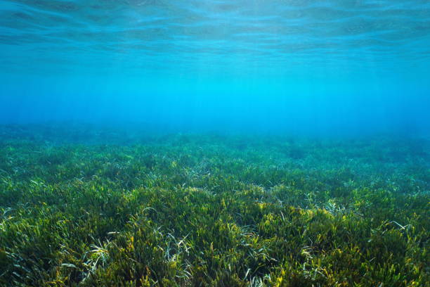 posidonia, playa, fondo marino, mar balear, medio ambiente